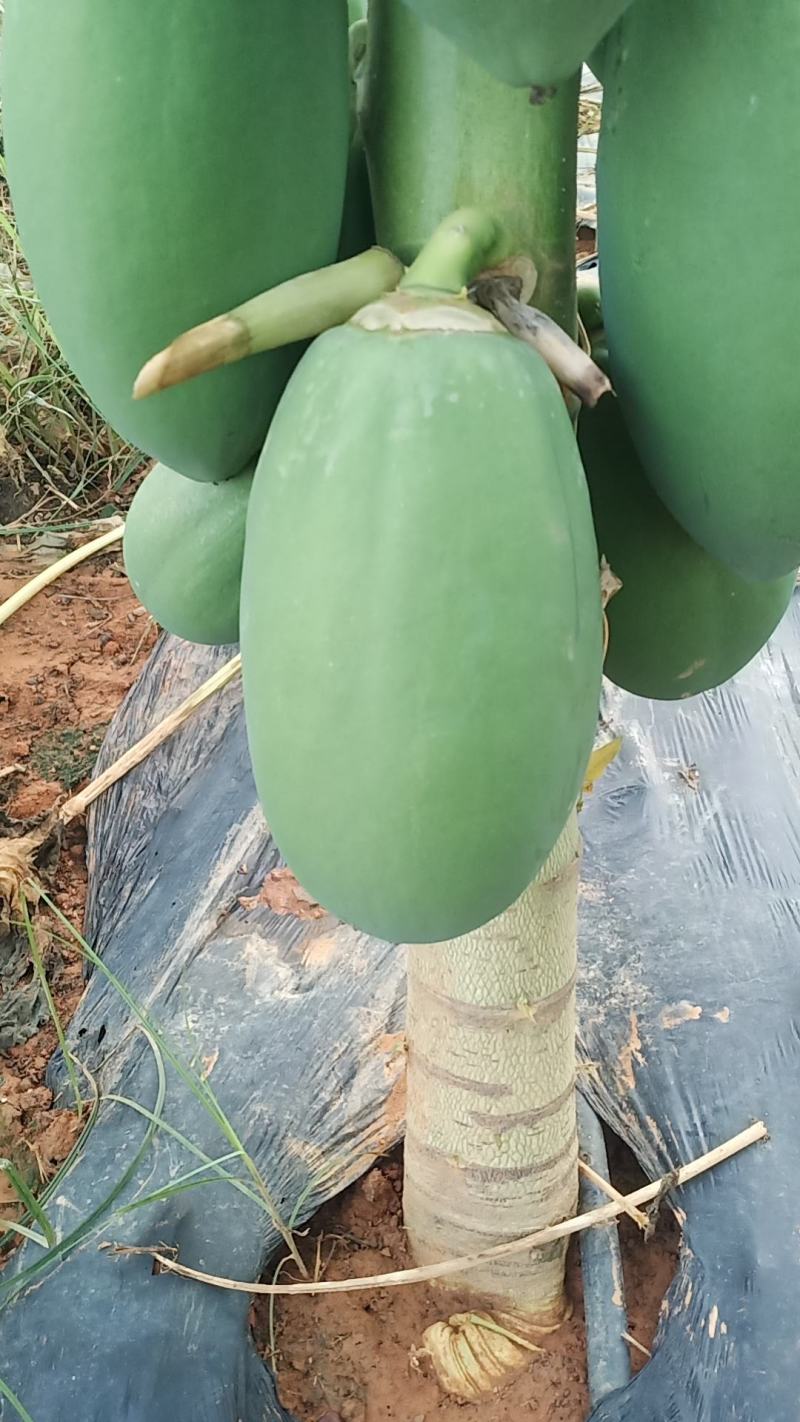木瓜菜瓜，水果木瓜