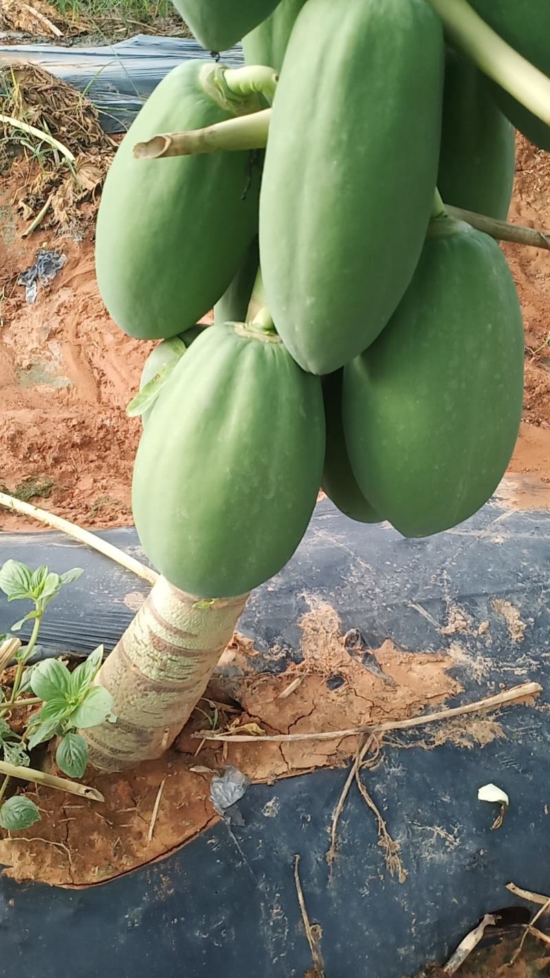 木瓜菜瓜，水果木瓜