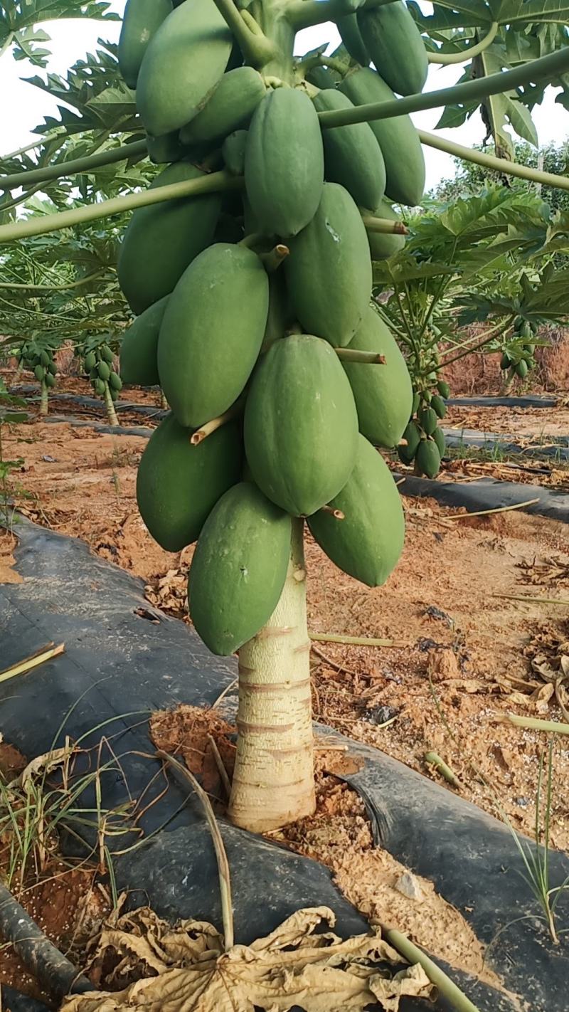 木瓜菜瓜，水果木瓜