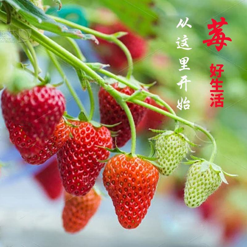 甜宝草莓苗奶莓苗红颜草莓苗脱毒保活耐高温高湿抗寒抗病毒