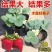 甜宝草莓苗奶莓苗红颜草莓苗脱毒保活耐高温高湿抗寒抗病毒
