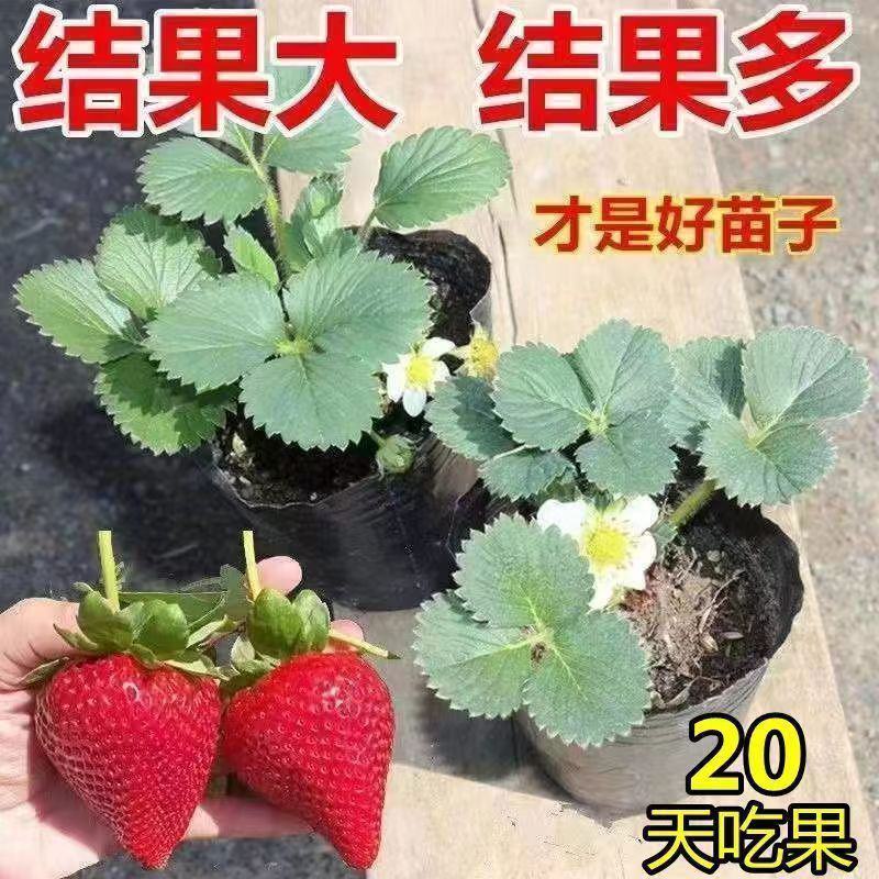 甜宝草莓苗奶莓苗红颜草莓苗脱毒保活耐高温高湿抗寒抗病毒