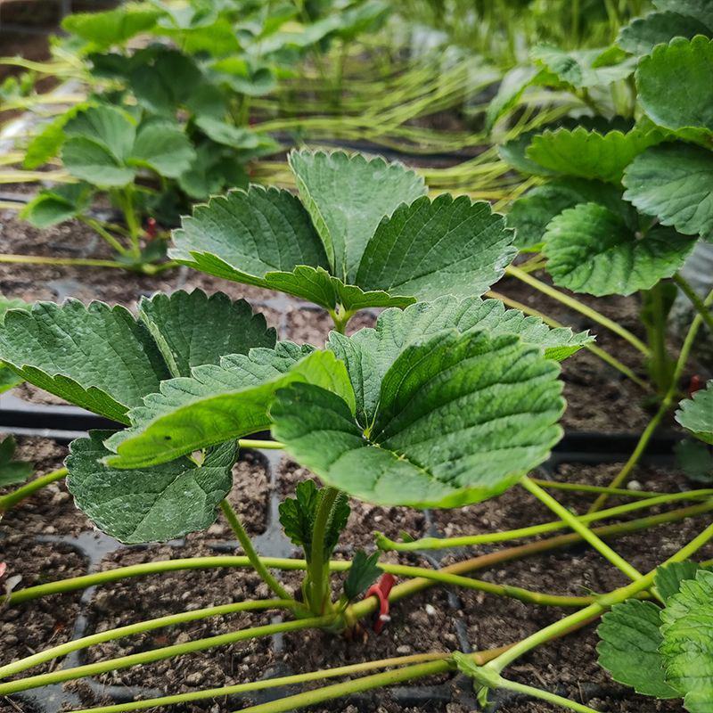 甜宝草莓苗奶莓苗红颜草莓苗脱毒保活耐高温高湿抗寒抗病毒