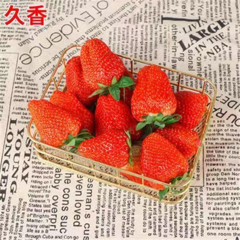 甜宝草莓苗奶莓苗红颜草莓苗脱毒保活耐高温高湿抗寒抗病毒