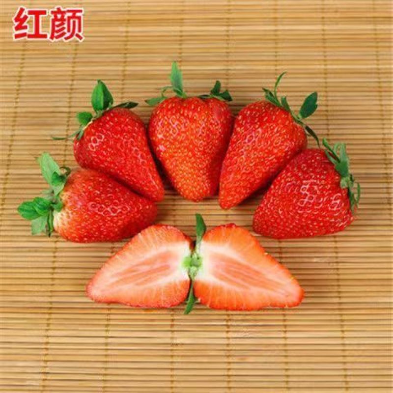 甜宝草莓苗奶莓苗红颜草莓苗脱毒保活耐高温高湿抗寒抗病毒