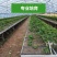 甜宝草莓苗奶莓苗红颜草莓苗脱毒保活耐高温高湿抗寒抗病毒