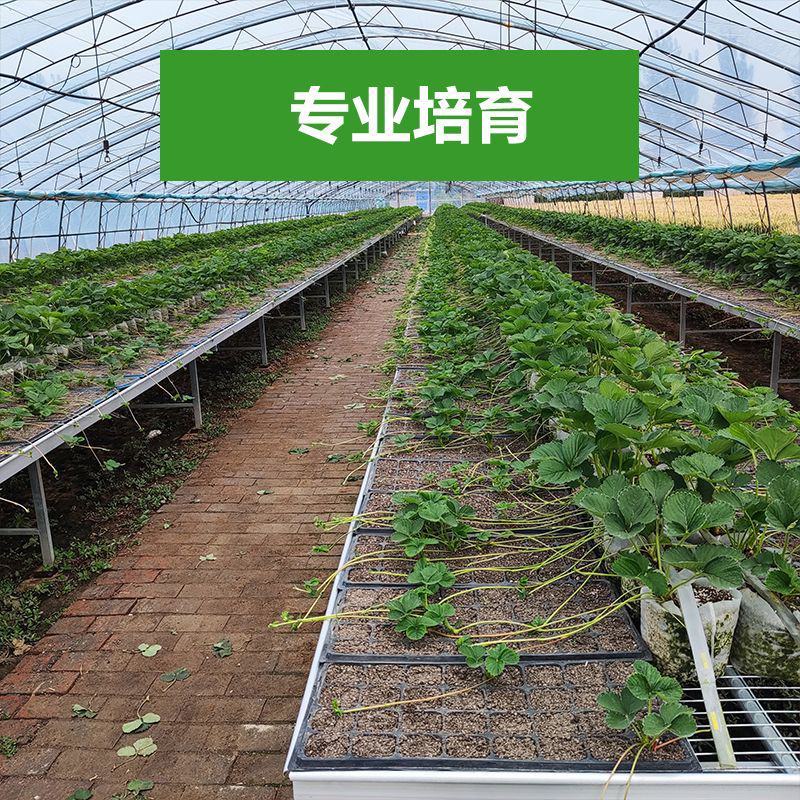 甜宝草莓苗奶莓苗红颜草莓苗脱毒保活耐高温高湿抗寒抗病毒