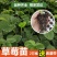 甜宝草莓苗奶莓苗红颜草莓苗脱毒保活耐高温高湿抗寒抗病毒