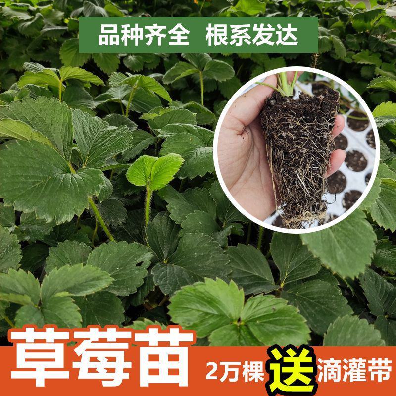 甜宝草莓苗奶莓苗红颜草莓苗脱毒保活耐高温高湿抗寒抗病毒
