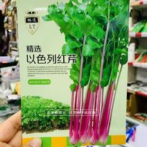 以色列引进品种红芹种子红色芹菜种子特色蔬菜红根芹菜种子
