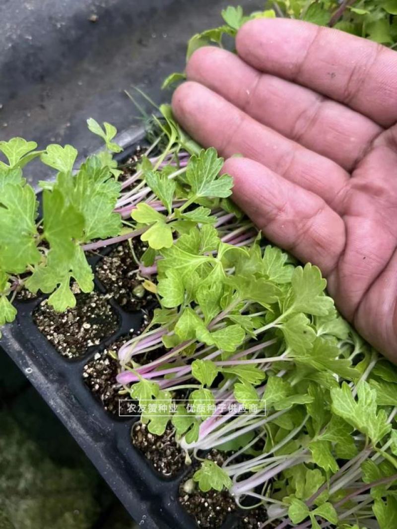以色列引进品种红芹种子红色芹菜种子特色蔬菜红根芹菜种子