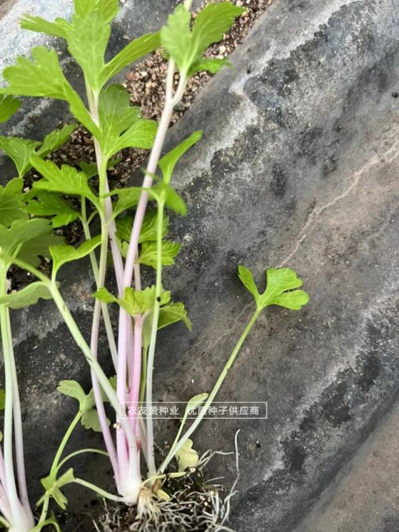 以色列引进品种红芹种子红色芹菜种子特色蔬菜红根芹菜种子