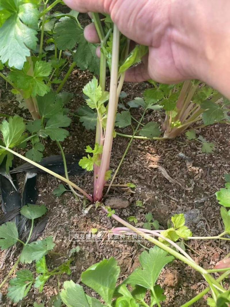 以色列引进品种红芹种子红色芹菜种子特色蔬菜红根芹菜种子