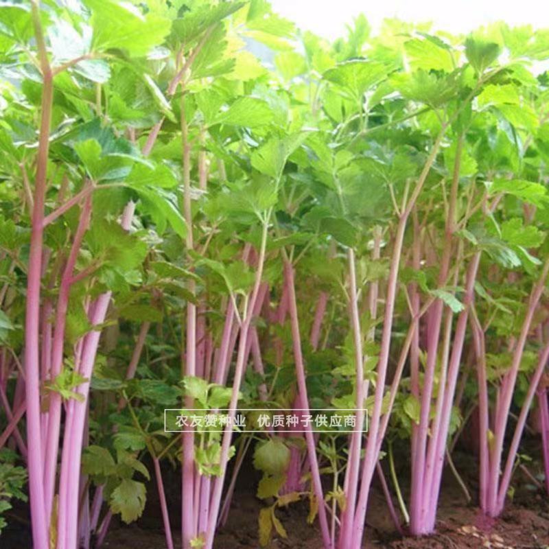 以色列引进品种红芹种子红色芹菜种子特色蔬菜红根芹菜种子