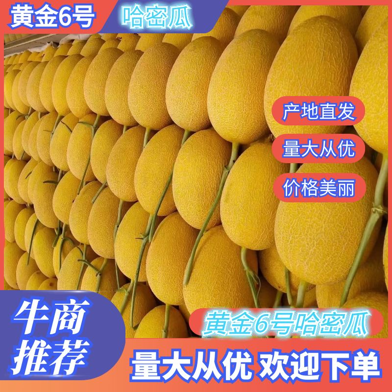 黄金六号,网纹瓜黄哈密瓜电商市场批发，代收代发