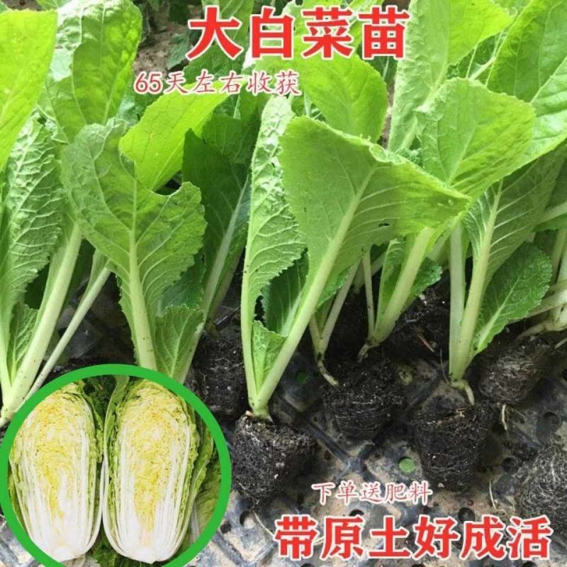 白菜苗黄心白菜苗抗病毒抗寒抗涝耐高温保活包回收可代育苗