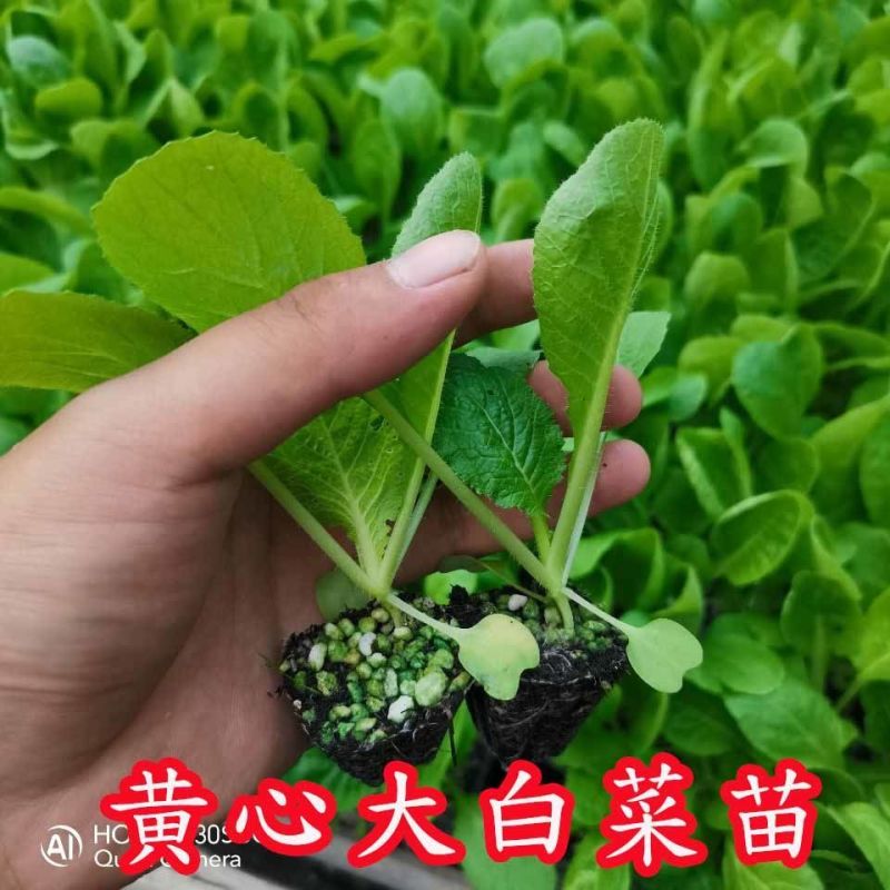 白菜苗黄心白菜苗抗病毒抗寒抗涝耐高温保活包回收可代育苗