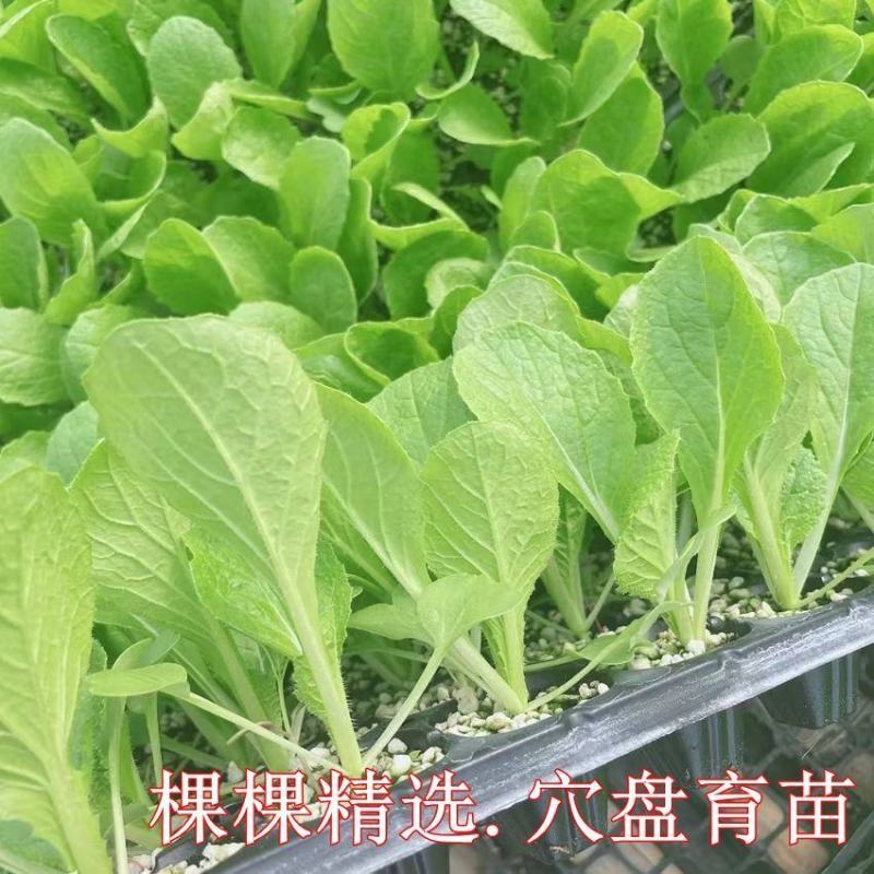 白菜苗黄心白菜苗抗病毒抗寒抗涝耐高温保活包回收可代育苗