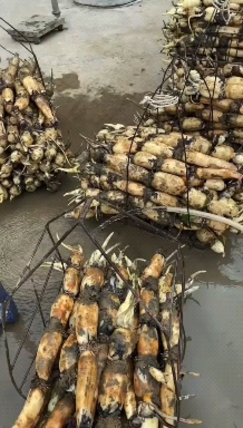 广西莲藕产地直销电商超市市场，大量供应