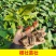 茄子苗圆茄苗长茄苗嫁接紫把茄子苗产量高耐高温高湿耐寒抗病