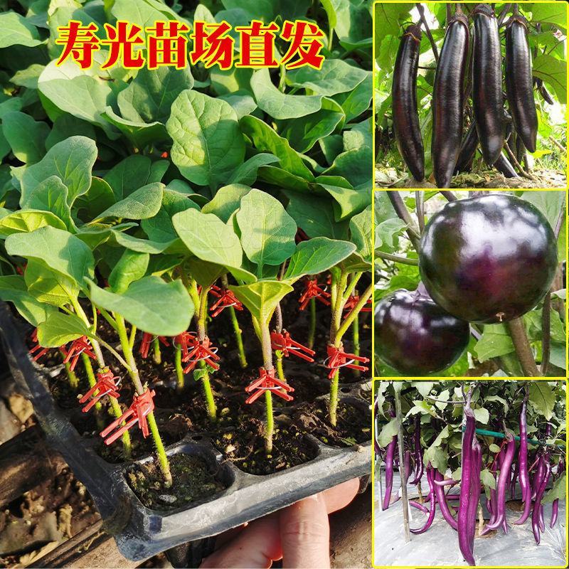 茄子苗圆茄苗长茄苗嫁接紫把茄子苗产量高耐高温高湿耐寒抗病