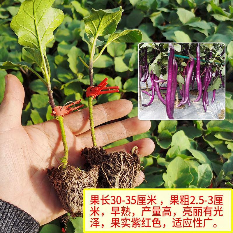 茄子苗圆茄苗长茄苗嫁接紫把茄子苗产量高耐高温高湿耐寒抗病