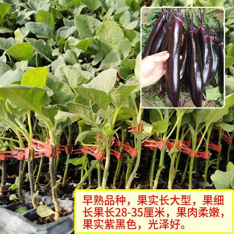 茄子苗圆茄苗长茄苗嫁接紫把茄子苗产量高耐高温高湿耐寒抗病