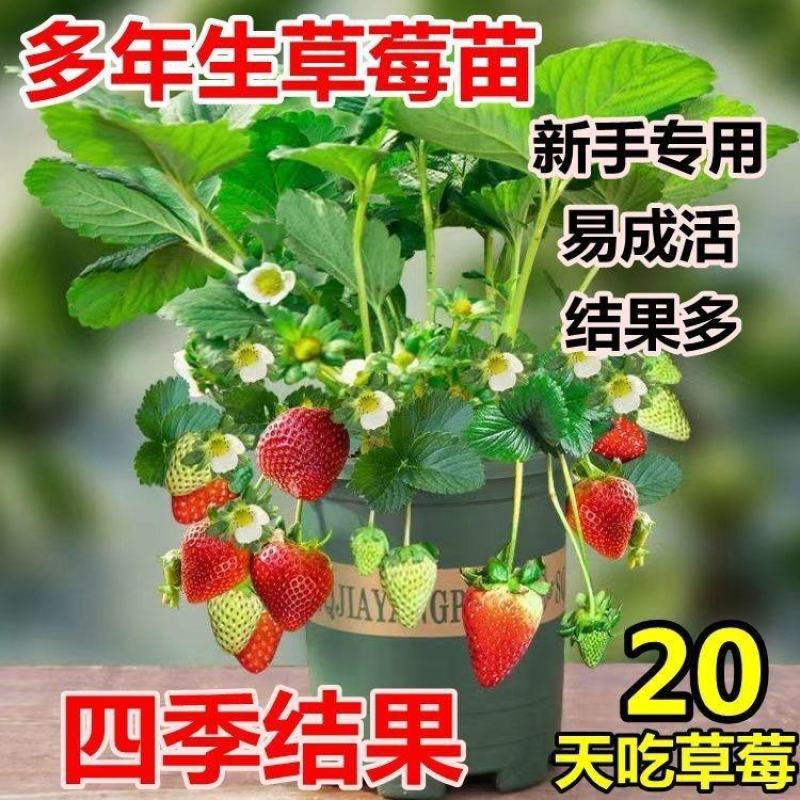 红颜草莓苗甜宝草莓苗奶莓苗耐高温高湿抗病毒抗寒保活包回收
