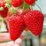 红颜草莓苗甜宝草莓苗奶莓苗耐高温高湿抗病毒抗寒保活包回收