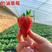 红颜草莓苗甜宝草莓苗奶莓苗耐高温高湿抗病毒抗寒保活包回收