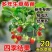 红颜草莓苗甜宝草莓苗奶莓苗耐高温高湿抗病毒抗寒保活包回收