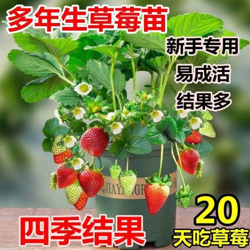 红颜草莓苗甜宝草莓苗奶莓苗耐高温高湿抗病毒抗寒保活包回收