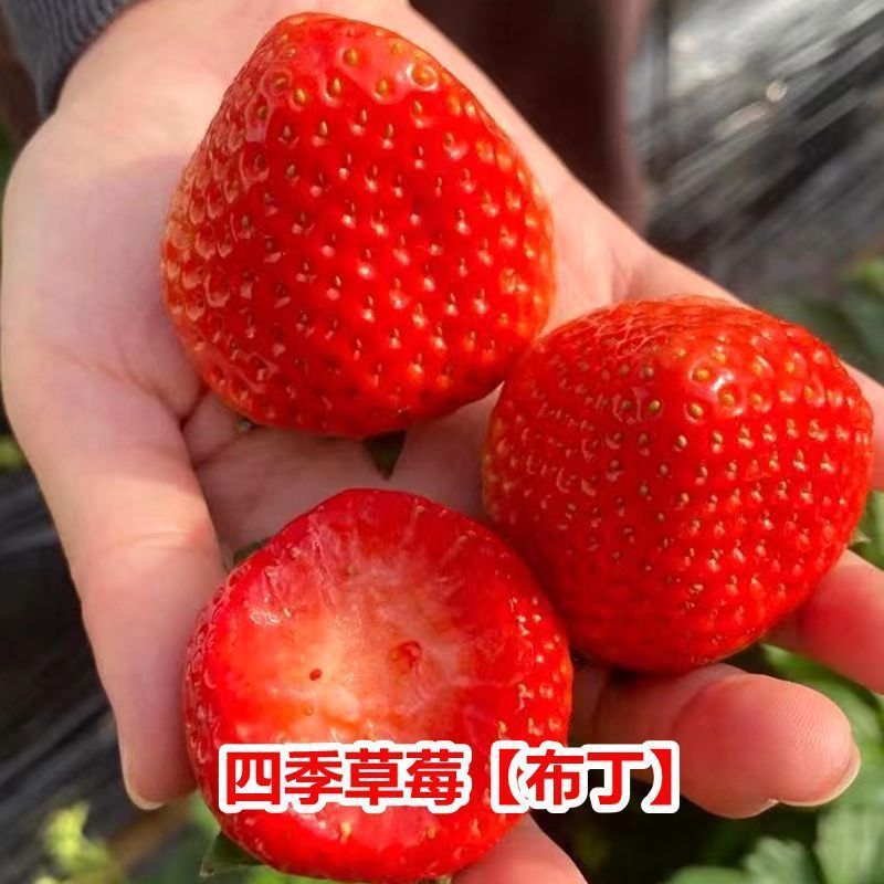 红颜草莓苗甜宝草莓苗奶莓苗耐高温高湿抗病毒抗寒保活包回收