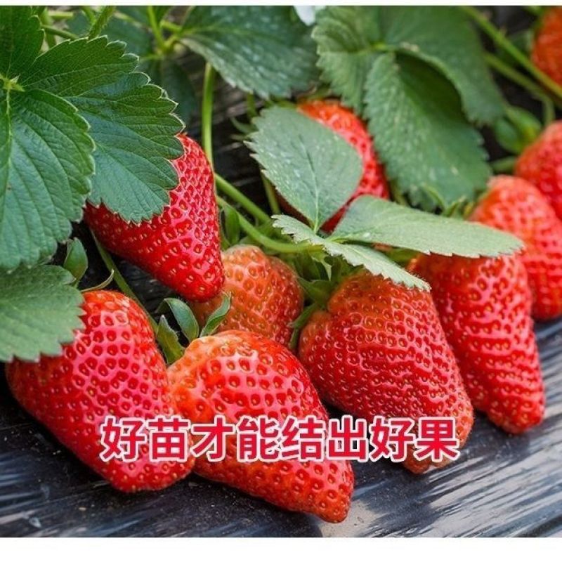 红颜草莓苗甜宝草莓苗奶莓苗耐高温高湿抗病毒抗寒保活包回收