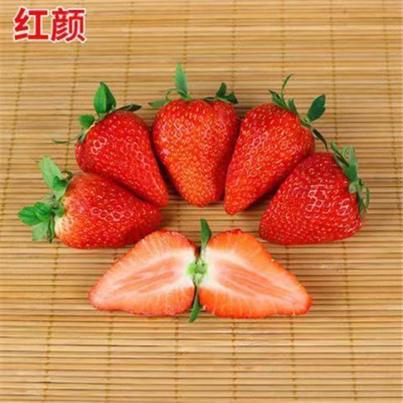 红颜草莓苗甜宝草莓苗奶莓苗耐高温高湿抗病毒抗寒保活包回收