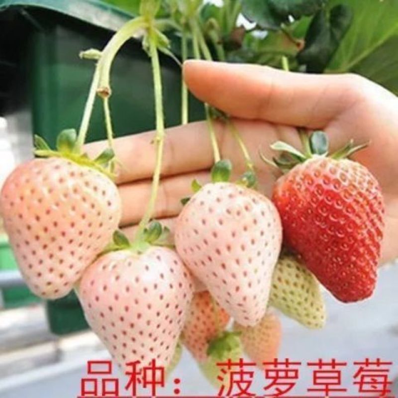 红颜草莓苗甜宝草莓苗奶莓苗耐高温高湿抗病毒抗寒保活包回收