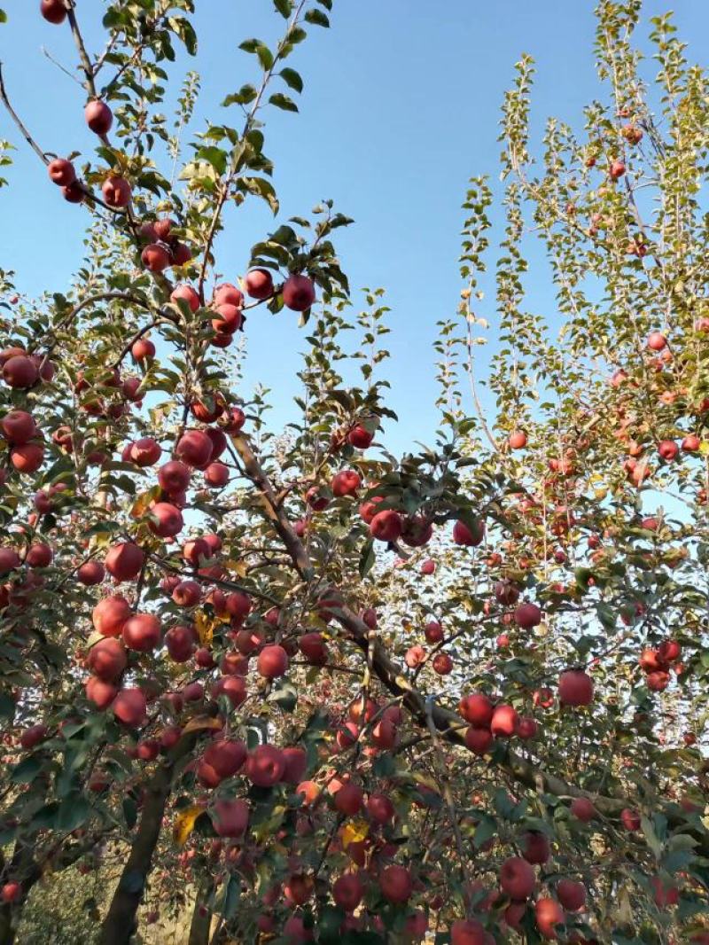 红露苹果，【产地代办】纯甜无酸，脆甜多汁华硕新世纪丑苹果