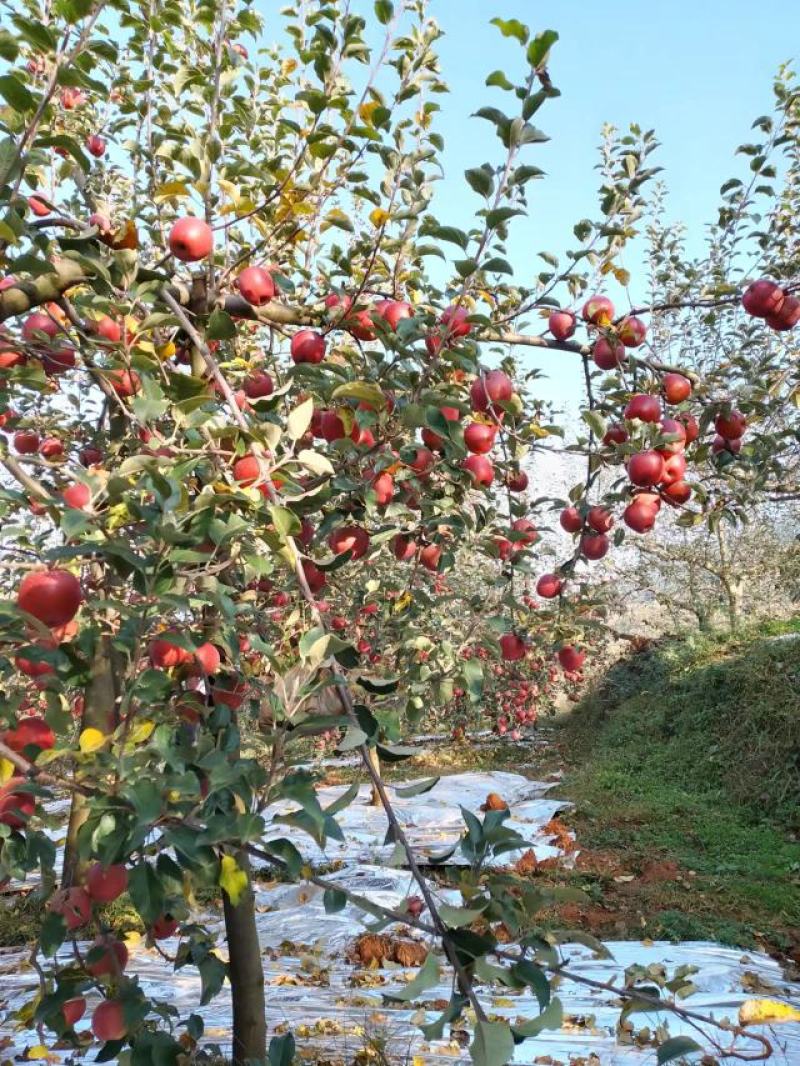 红露苹果，【产地代办】纯甜无酸，脆甜多汁华硕新世纪丑苹果