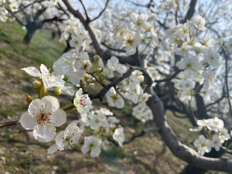《花粉》梨花粉，梨花，粉质纯正零售批发货源充足全国发货