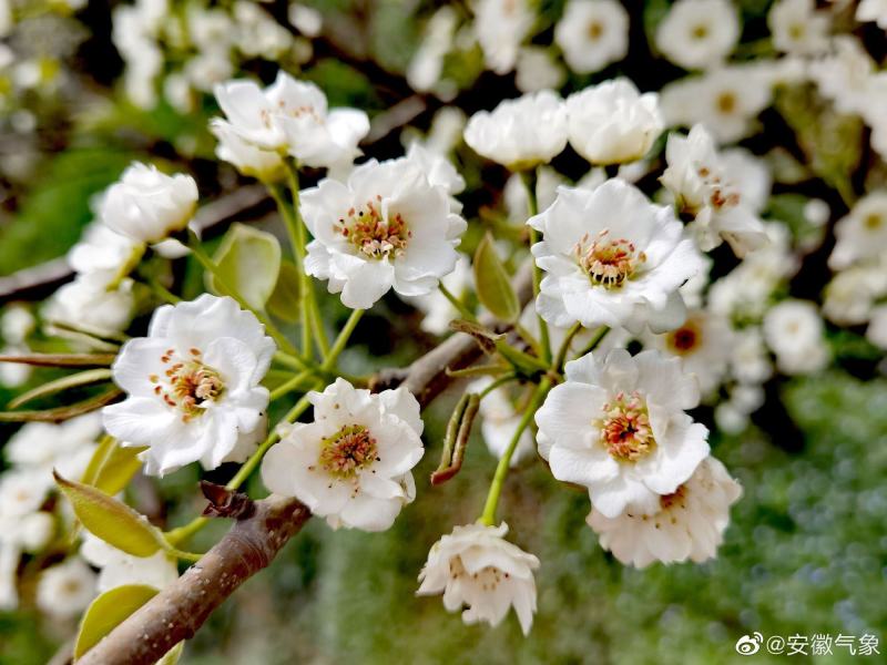 《花粉》梨花粉，梨花，粉质纯正零售批发货源充足全国发货