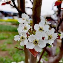 《花粉》梨花粉，梨花，粉质纯正零售批发货源充足全国发货