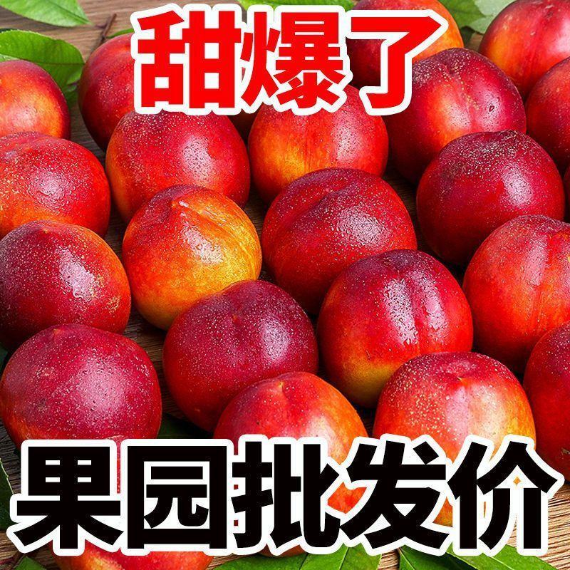 油桃中油油桃黄油桃坏果包赔保证价格真实，请来电