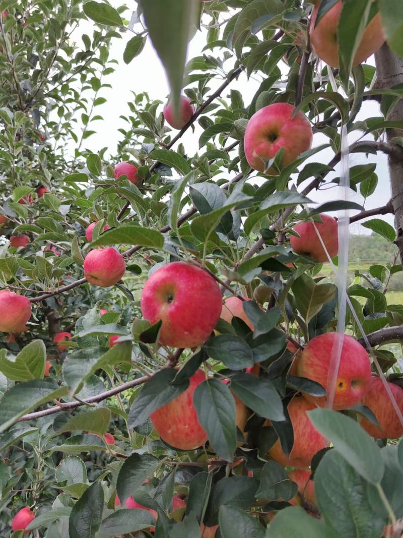 昭通红露苹果，【产地代办】樱桃小苹果，各渠道对接，，，，