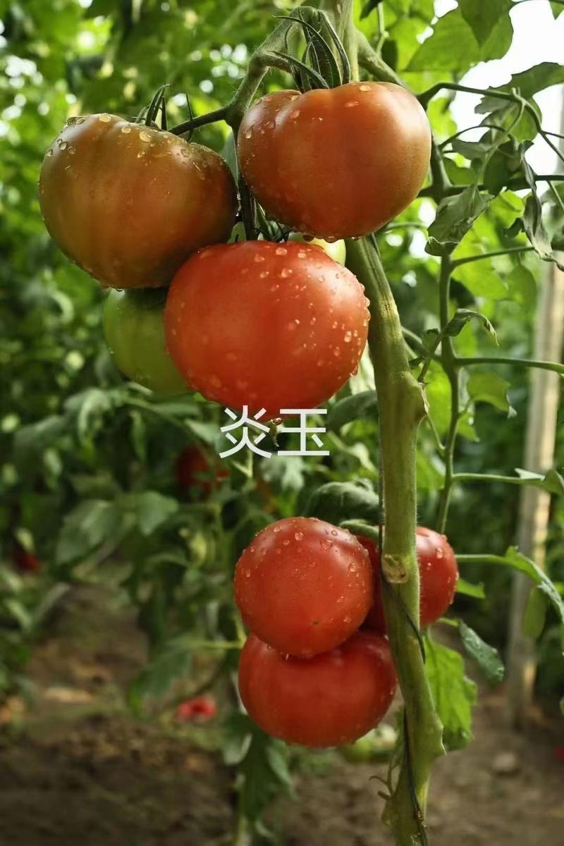 炎玉大果口感番茄种子种苗有货全年长期供应