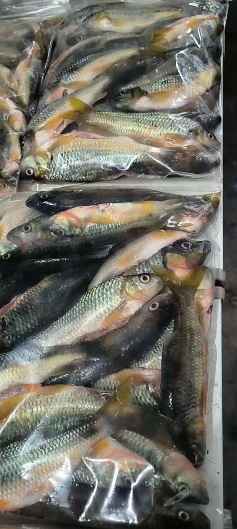 马口鱼