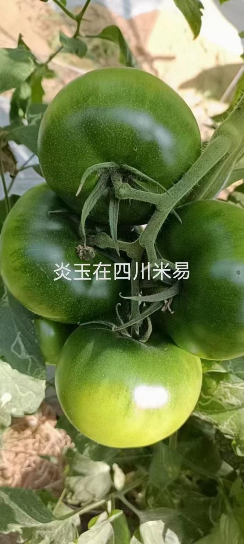 炎玉大果口感番茄种子种苗有货全年长期供应