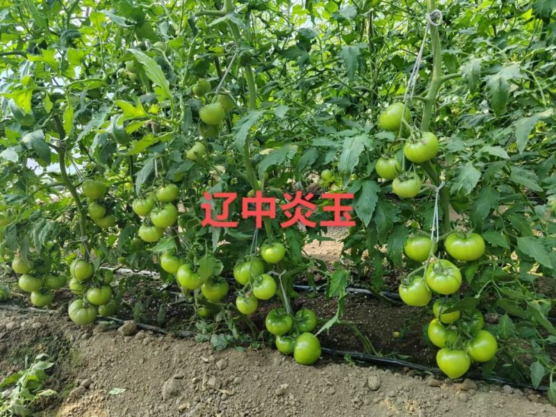 炎玉大果口感番茄种子种苗有货全年长期供应