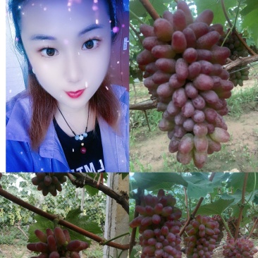 茉莉香葡萄〔精品〕口感甜颜色红，现摘现发货糖度高一斤起步