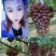 茉莉香葡萄〔精品〕口感甜颜色红，现摘现发货糖度高一斤起步