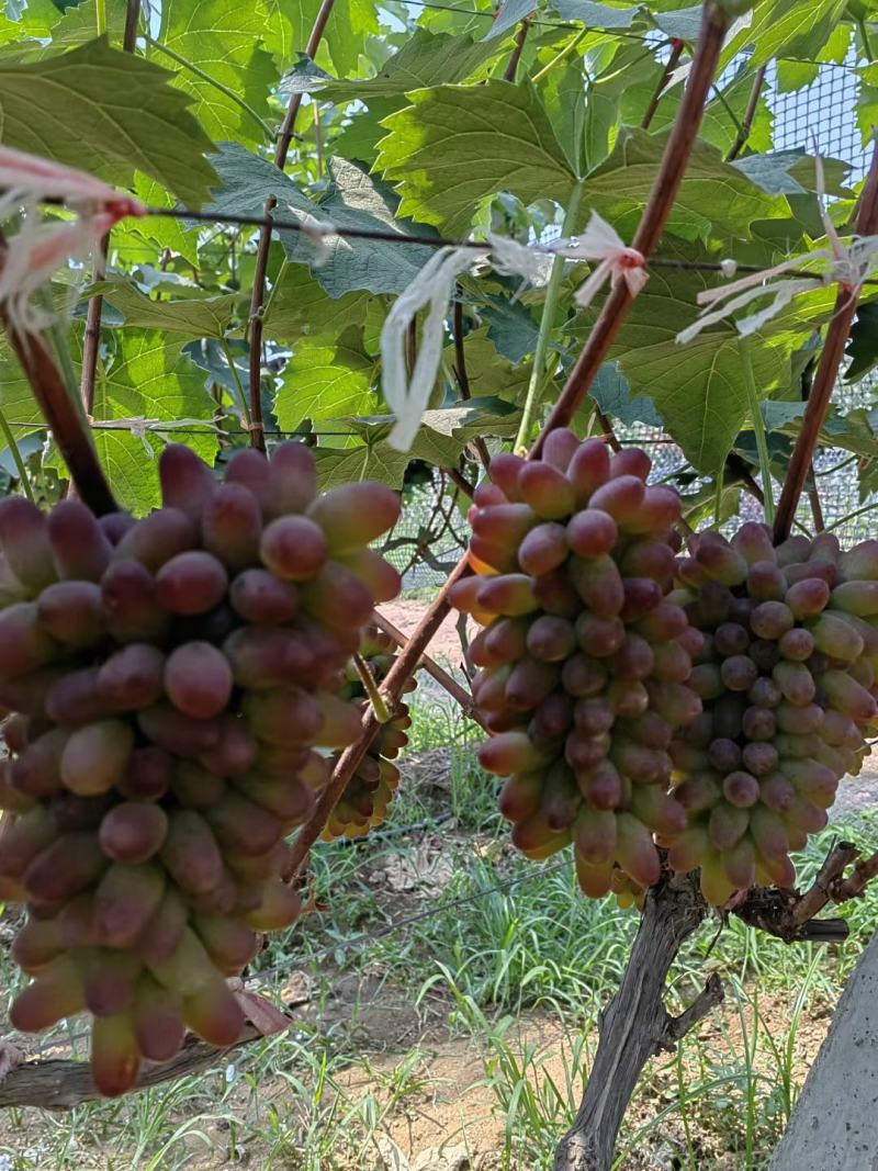茉莉香葡萄〔精品〕口感甜颜色红，现摘现发货糖度高一斤起步